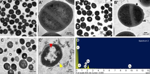 Figure 4 Morphologies of untreated and treated bacteria as determined by TEM. Low and high magnification images showing the ultrastructural changes induced in MSSA 6538 treated with nothing (A and A′), Si-GNPs (B and B′), or CNMA-GNPs (C and C′). Yellow arrow indicates nanocomposites and red arrow indicates cell damages. Elemental spectrum of the CNMA-GNPs treated bacteria depicting the presence of Au and Silica (D).