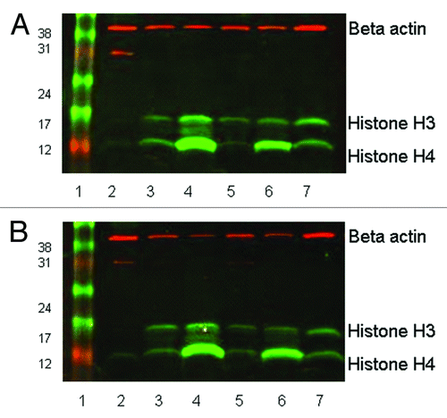 Figure 1. Western blot showing histone H3 and H4 acetylation in leukocytes separated by (A) Ficoll-Paque PLUS, or (B) red cell lysis. 20µg of protein was loaded in each lane of 15% SDS-PAGE gels. Rabbit anti-acetyl histone H3 detected a protein band at approximately 16 KDa and rabbit anti-acetyl histone H4 detected a band at 12KDa; mouse anti-β actin (the loading control) recognized a protein band at 42 KDa. The secondary antibody anti-mouse Cy3 has red fluorescence and the anti-rabbit Cy5 has green fluorescence. Lane 1, size marker. Lane 2, pre-treatment leukocytes separated by Ficoll-Paque or red cell lysis. Lane 3, 0.1% DMSO treated for 24 h. Lane 4, 100 nM LBH589 treated for 24 h. Lane 5, DMSO treated post-separation from leukocyte-depleted blood. Lane 6, LBH589 treated post-separation from leukocyte-depleted blood. Lane 7; Control 697 cells incubated with 100 nM LBH589 for 24 h.