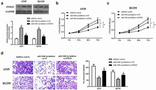 Figure 8. Effect of FOXJ3 knockdown on cell proliferation and invasion in miR-106b-5p-downregulated NSCLC cells. A549 and H1299 cells were transfected with si-FOXJ3/si-NC and/or miR-106b-5p inhibitor/inhibitor control. (a). The protein expression of FOXJ3 was detected using western blot. (b and c). CCK-8 assay was performed to examine cell proliferation. (d). Transwell assay was carried out to measure cell invasion. *p < 0.05 vs. inhibitor control group, #p < 0.05 vs. miR-106b-5p inhibitor +si-NC group