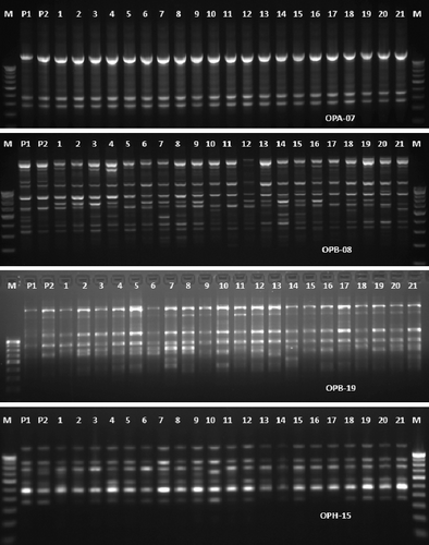 Figure 1. RAPD-PCR profile of two parent's strains (P1 and P2) (T. harzianum NBAII Th 1 and T. viride NBAII Tv 23) and their 21 corresponding fusants (lane 1 to lane 21). M: is 100 bp DNA ladder.