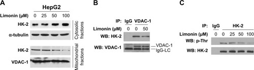 Figure 3 Limonin decreased HK-2 expression in mitochondria.