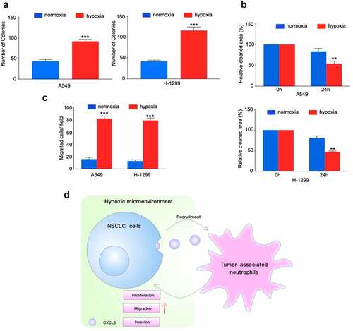 Figure 5. TANs derived from NSCLC tissues promote NSCLC cells proliferation, migration and invasion. (A), (B) and (C): NSCLC cells cocultured with TANs or alone were subjected to colony formation, wound healing, and transwell invasion assays; (D) Schematic illustration of the crosstalk between CXCL6-overexpressing NSCLC cells and TANs in the TME