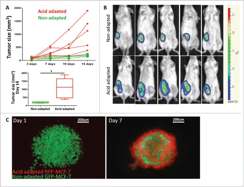 Figure 2. Acid adapted cells grow more rapidly in mouse xenografts. (A) Tumor size measured by caliper over 2 weeks (top) as well as statistical analysis of tumor size for day 14 (bottom) and (B) representative images of tumor bioluminescence after 14 d. The same number of acid adapted and non-adapted MDA-mb-231 cells were injected to nude mice. Acid adapted cells grew faster and make bigger tumors in vivo. (C) co-culture of acid adapted (red) and non-adapted (green) MCF-7 cells in a 3D spheroid model in acidic media (pH6.5). Acid adapted cells move to the edge of spheres, and may result in protecting the whole system from toxicity of acidic media.