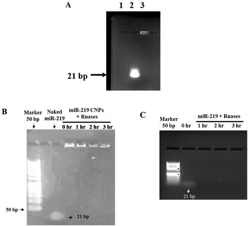 Figure 4. Integrity of miR-219 in CNPs. (A) Gel retardation assay of NPs loaded with miR-219. Using 2% agarose gel. Lane 2 was loaded with naked miR-219, Lane 3 displays retarded miR-219. Gel was stained by ethidium bromide. (B and C) Protection of miR-219 from RNase. (B) miR-219 loaded CS NPs incubated with RNase at time (0, 1, 2, and 3 hrs). (C) miR-219 incubated with RNase at time (0, 1, 2, and 3 hrs).