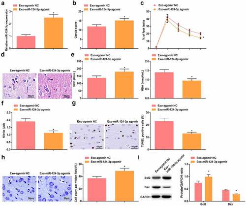Figure 4. Up-regulated miR-124-3p further enhances the protective role of BMSCs-Exo on HIBD rats. A. miR-124-3p expression in HIBD rats after injection with Exo-miR-124-3p agomir; B. Neurological function score of HIBD rats after injection with Exo-miR-124-3p agomir; C. Behavioral function of HIBD rats after injection with Exo-miR-124-3p agomir; D. HE staining; E. SOD and MDA levels of HIBD rats after injection with Exo-miR-124-3p agomir; F. NO levels of HIBD rats after injection with Exo-miR-124-3p agomir; G. TUNEL staining; H. Nissl staining; I. Bax and Bcl-2 protein expression in HIBD rats after injection with Exo-miR-124-3p agomir; measurement data were expressed as mean ± standard deviation; * P < 0.05 vs. the Exo-agomir NC group.