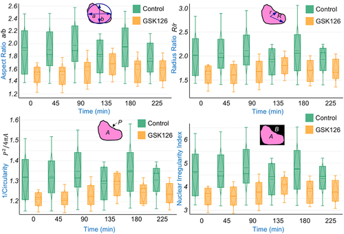 Figure 7. Time lapse quantification of nuclear shape parameters. Time lapse quantification of aspect ratio (major axis a/minor axis b), radius ratio (maximum distance R from periphery to the geometric center/minimum distance r from periphery to the geometric center), circularity (A: area, P: perimeter) and nuclear Irregularity Index (= aspect ratio + radius ratio + circularity−1 – area A/bounding box region B) are shown. For all plots, boxplot with mean and standard deviation is shown. Although not statistically significant at *p < 0.05 (explanation provided in the main text), the data shows that GSK126 affects the geometrical parameters during the course of cell migration. Data based upon 5 nuclei per group.