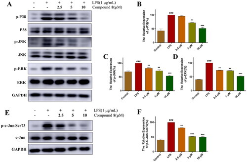 Figure 5. Compound 8 suppressed the activation of MAPK signalling. (A–D) The expression of phosphorylation of MAPK were analysed using western blotting. (E,F) The expression of phosphorylation of c-Jun were analysed using western blotting. ###p < 0.001 vs. control group; ***p < 0.001; **p < 0.01; *p < 0.05 vs. LPS group.