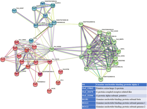 Figure 5a. Interactome mapping for high-ranked OsGPCRLPs on String v.11.5. 5a representing the interactome map of OsGPCRLP930 for 40 proteins. 5b representing the interactome map for OsGPCRLP784 for 30 proteins. 5c representing the interactome map for OsGPCRLP630 for 33 proteins. Each map includes one query protein. The K-means clustering function is distributed for all proteins in three clusters (Red, Green, Blue) (Supplementary data).