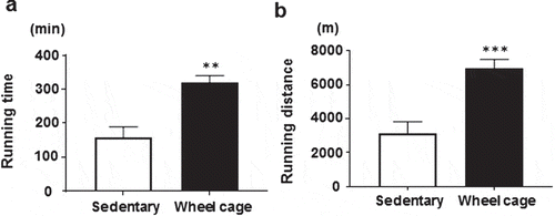 Figure 2. Treadmill running test. a) Time of continuous running, and b) distance of continuous running. Mice were challenged with treadmill running for 6 h or until exhaustion. Open bar, sedentary group; filled bar, wheel cage group. Each value represents the mean ± SE (N = 6 for the sedentary group, N = 7 for the wheel cage group). ***P < 0.001, **P < 0.01.