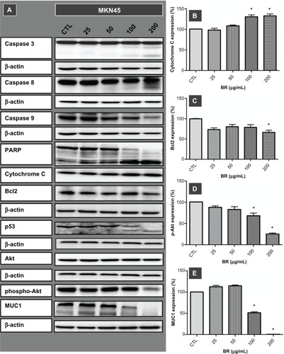 Figure 2 Western blot imaging (A) and densitometric quantification (B–E) for a range of proteins involved in apoptotic death of MKN45 cells treated for 72 hours with bromelain concentrations of 25, 50, 100, and 200 μg/mL.