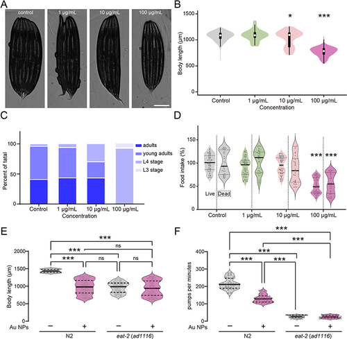 Figure 2 Au NPs induce development abnormality by reducing food intake. Images and body length quantification of worms exposed to 0, 1, 10 and 100 μg/mL Au NPs for 60 hours (A–B). Developmental stage analysis (C) and food intake measurement (D) of worms exposed to 0, 1, 10 and 100 μg/mL Au NPs. Body length analysis (E) and pumping rate quantification (F) of wild type and eat-2 mutant worms exposed to 0 and 100 μg/mL Au NPs for 60 hrs. Gray represents the 0 μg/mL Au NPs group. Data are shown as mean ± SE. The “ns” represents not significant. P values are represented as *p < 0.05, ***p < 0.001.