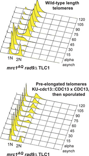 FIG 4 mrc1AQ rad9 cells arrest in G1 when telomeres lack telomerase. (B) In yEHB3284, a heterozygous diploid strain, telomeres were elongated through expression of Cdc13-Ku70p. After sporulation, mrc1AQ rad9 CDC13 cells with preelongated telomeres were selected and synchronized through α-factor arrest and release. Samples were collected before synchronization and every 15 min thereafter and analyzed by FACS.