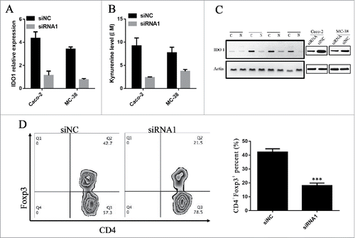 Figure 4. lnc-sox5 regulates the level of IDO1 to unbalance colon tumor microenvironment. (A) The level of IDO1 in Caco-2 and MC-38 cells was detected by q-RT-PCR. (B) The L-kynurenine (KYN) level in the supernatant of Caco-2 and MC-38 cells was examined. (C) The protein level of IDO1 in clinical CRC (C) or Normal (N) tissues and siRNA transfected MC-38 cells were examined by western blot. (D) The frequency of CD4+Foxp3+ Tregs in immune proficient mice which were inoculated with MC-38 cells was tested by flow cytometry. All results were shown as mean ± SEM * means p < 0.01, ** means p < 0.01 and *** means p < 0.001.