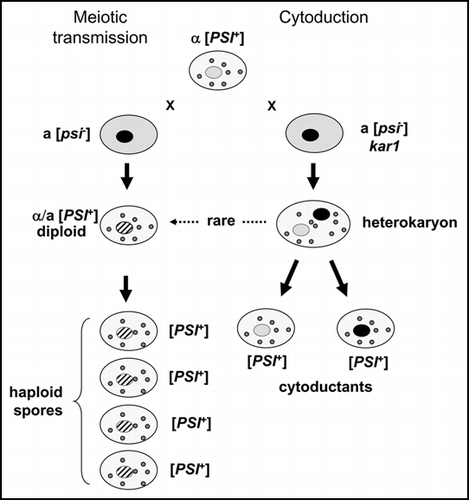 Figure 1 The yeast [PSI+] prion is transmitted as an extrachromosomal genetic element. The cytoplasm of [PSI+] cells contains a number of distinct physical entities—propagons—that are necessary for the continued propagation of the [PSI+] state. When a [PSI+] cell is mated to a propagon-free [psi-y] cell (left panel) the diploid is [PSI+] and all four haploid meiotic progeny are also [PSI+]. When a [PSI+] cell is mated to a [psi-] kar1cell that is defective in nuclear fusion (right panel) the resulting unstable heterokaryons generate new haploid cells—cytoductants. At a frequency approaching 100%, such cytoductants are [PSI+] irrespective of the haploid nucleus carried. NB: The nuclei arising from fusion between two parental nuclei are shown with hatches.