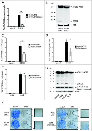 Figure 4. Free ATG12 promotes proteasome inhibitor-mediated cell death (A) U2OS cells stably expressing empty vector or BCL2L1 were treated with MG132 and cell viability was determined by SYTOX Green staining using an Incucyte Imager; data represents the mean +/− standard error of the mean (SEM) of 3 experiments at a representative time-point (24 h). (B) U2OS cells were assessed for ATG12 expression 2 d post-transfection with control or ATG12 siRNA. Cell viability of control or ATG12 siRNA-transfected U2OS cells, treated with MG132 (C) HBSS (D) or Act D (E) was determined by SYTOX Green staining using an Incucyte Imager; representative time-points shown (24 h MG132, 30 h HBSS, 24 h Act D). Graphs represent the mean +/− SEM of 4 experiments. (F) U2OS, transfected with control or ATG12 siRNA, or stably expressing vector or BCL2L1 were starved in HBSS. After 48 h of starvation, cells were washed, cultivated for 7 d in DMEM and colonies were stained with methylene blue. (G) U2OS cells were treated with HBSS (24 h), MG132 (16 h) or Act D (16 h) and examined for ATG12 expression. In all immunoblots, ACT was used as a loading control.