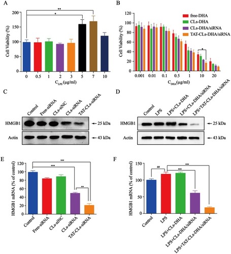 Figure 6 The effects of different formulations, including DHA, CLs-DHA, CLs-DHA/siRNA and TAT-CLs-DHA/siRNA liposomes on MMC cells proliferation following LPS treatment. (A) Different concentrations of LPS stimulate the proliferation of MMC cells. (B) Liposomes inhibit LPS-induced MMC cell proliferation analyzed by MTT assay. (C) Western blotting of HMGB1 expression in the MMC cells after treated with HMGB1 siRNA liposomes. (D) Effects of different formulations on LPS-induced HMGB1 expression in MMC cells detected by Western blot. (E) qRT-PCR quantitative analysis of the expression of HMGB1 in mRNA level after treated with HMGB1 siRNA liposomes. (F) qRT-PCR quantitative analysis of the expression of HMGB1 in mRNA level after treated with different formulations. Data represent mean ± SD (n >5). ***p < 0.001, **p < 0.01 and *p < 0.05. ##p < 0.01 compared to control group.