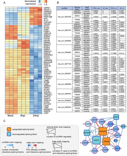 Figure 2. In silico analysis identifies splicing factors potentially regulating the generation of MERS-CoV-perturbed circRNA-mRNA pairs. (A) Heatmap presentation of MERS-CoV-perturbed differentially expressed (DE) splicing factors. The splicing factors were under hierarchical clustering and coloured by its normalized intensity scale [log2 (expression values in transcripts per million)]. (B) Candidate splicing factors potentially governing the expression of the representative circRNA-cognate mRNA pairs perturbed in MERS-CoV infection. The predicted binding motifs between each circRNA and splicing factor, Pearson correlation coefficients between each circRNA and splicing factor (PCC_circ) with its corresponding correlation P value (cP_circ), and Pearson correlation coefficients between each mRNA and splicing factor (PCC_m) with its corresponding correlation P value (cP_m) were listed. (C) Network demonstrating the interactions among MERS-CoV-perturbed circRNAs and splicing factors. Splicing factors and circRNAs were represented by rectangular and circular nodes, respectively. The general expression trend of each splicing factor during MERS-CoV infection was distinguished by filling colour (orange: up-regulated; blue: down-regulated). The size of splicing factors was proportional to the number of circRNAs potentially under their regulation. Among the seven splicing factors, HNRNPC and U2AF2 stood out to be the largest ones as they were predicted to regulate the highest number of circRNAs (10 circRNAs) over other candidate splicing factors. The filling colour density of each circRNA was mapped according to the number of its potential interactive splicing factors. Edge colour and thickness were proportionally correlated with the correlation coefficiency and correlation P value between each circRNA and splicing factor, respectively.
