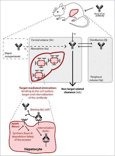 Figure 3. Schematic illustration of the target-mediated drug disposition model. The non-target related PK is represented by a two-compartment model (in grey) including linear distribution and clearance processes. The dashed compartment represents the depot compartment from which the antibodies are absorbed for simulating subcutaneous (SC) injection. The liver is represented in the central compartment where the ASGPR is expressed at the surface of the hepatocytes. The interaction of the antibodies with the receptors results in a nonlinear target-mediated elimination pathway (in red). Binding to the ASGPR leads to the complex formation and endocytosis. The receptor turn-over is also represented with a synthesis and degradation rate. All parameters used in the model are given in brackets.