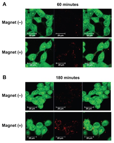 Figure 5 Confocal image of LAN-5 cells 24 hours after transfection. Cells incubated with or without a magnetic plate for (A) 60 minutes and (B) 180 minutes were used for investigation of the cellular uptake of mag-PEI nanoparticles.Note: Green, acridine orange-stained live cells; red, RITC-stained mag-PEI nanoparticles.Abbreviations: RITC, rhodamine-B-isothiocyanate; Mag-PEI, magnetic poly(methyl methacrylate) core/polyethyleneimine shell.