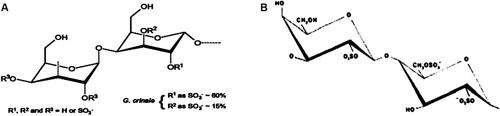 Figure 1.  Structures of the sulfated galactan of Gelidium crinale and λ carrageenan. (A)α- and β-galactopyranose with variable sulfatation pattern (β-D-galactopyranose-2-sulfate-O-α-D-galactopyranose-2,3 sulfate) (Source: Adapted from CitationPereira et al., 2005). (B) β-D-galactopyranose-2-sulfate-O-α-D-galactopyranose-2,6-sulfate (λ carrageenan) (CitationPerez et al., 1992).