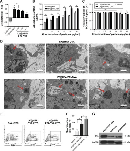 Figure 1 Effective adsorption and transportation properties of LV@HPA/PEI.Notes: (A) Zeta potential of LV@HPA coated with PEI and different concentrations of OVA. (B) OVA proteins absorbed by LV@HPA and LV@HPA/PEI in different concentrations were determined by BCA assay. (C) The cytotoxicity after LV@HPA-OVA and LV@HPA/PEI-OVA loaded with mutu DCs was detected by CCK-8 assay. (D) As shown by red arrows, mutu DCs loaded with either (a-c) LV@HPA-OVA or (d-f) LV@HPA/PEI-OVA were imaged by TEM. (E, F) OVA-FITC was incubated with either 10 μg/mL LV@HPA or LV@HPA/PEI and then were loaded on to mutu DCs; thereafter, FITC fluorescence was detected by flow cytometry. (G) OVA protein, LV@ HPA-OVA, and LV@HPA/PEI-OVA were incubated with mutu DCs for 6 hours, and then intracellular OVA content was detected by Western blot. Independent experiments were performed three times. The data are presented as the mean ± SD. ns, P<0.05; *P<0.05; **P<0.01.Abbreviations: FITC, fluorescein isothiocyanate; GAPDH, glyceraldehyde-3-phosphate dehydrogenase; OVA, ovalbumin; PEI, polyethyleneimine; TEM, transmission electron microscopy; LV@HPA, aluminum hydroxide@heparanase; BCA, bicinchoninic acid; DCs, dendritic cells; CCK-8, cell counting kit-8.