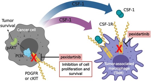Figure 1 Pexidartinib mechanism of actiona. The proliferation and survival of cancer cells and macrophages are regulated by colony-stimulating factor-1 (CSF-1). Pexidartinib is a selective CSF-1R inhibitor that stimulates the auto-inhibited state of CSF-1R by interacting with the juxtamembrane region of CSF-1R, responsible for folding and inactivating the kinase domain, and prevents the binding of CSF-1 and ATP to the region. Without the binding of CSF-1 to the receptor, CSF1-R cannot undergo ligand-induced auto-phosphorylation. Thus, inhibiting the CSF-1/CSF-1R pathway, resulting in the inhibition of tumor cell proliferation and other cells populations such as macrophages. Pexidartinib has also been shown to inhibit cKIT, FMS-like tyrosine kinase 3 (FLT3), and platelet-derived growth factor receptor (PDGFR)-β, all receptor tyrosine kinases that regulate cellular processes such as cell proliferation and survival. This illustration was created with BioRender.com. aData from Plexxikon Inc.Citation45