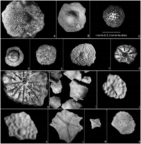 Figure 9. External test features of orthophragminids from the Fulra Limestone (B, F, I-N) and Drazinda Formation (A, C-E, G-H). A: Discocyclina discus, B: D. dispansa, C: D. pseudodispansa, D: D. sulaimanensis, E: D. zindapirensis, F: D. augustae, G–H: D. nandori, I: D. praeomphalus, J–K: D. kutchensis, L: Asterocyclina alticostata, M: A. sireli, N: Orbitoclypeus haynesi.