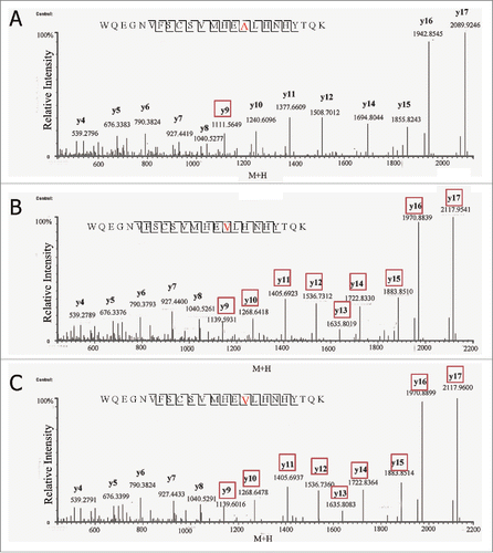 Figure 3. MS/MS spectra of precursor ions at (A) m/z of 701.56 for native peptide WQEGNVFSCSVMHEALHNHYTQK; and (B) m/z of 708.81 for variant peptide; and (C) m/z of 708.81 for synthetic peptide WQEGNVFSCSVMHEVLHNHYTQK.