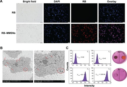 Figure 6 Cellular uptake and magnetic targeting of RB-MMSNs in vitro.Notes: (A) Fluorescence images of B16 cells after co-incubation with 10 μg/mL RB and RB−MMSNs for 2 h. Scale bar =50 μm. (B) Low magnification (left) and high magnification (right) biological TEM images of B16 cells treated with MMSNs using the concentration of 50 μg/mL for 2 h. Arrows and circles point out the intercellular locations for nanoparticles. (C) Flow cytometry showing the fluorescence intensity of B16 cells under different culture conditions for 2 h (left) and photos of B16 cells culture dish (right).Abbreviations: RB, rose bengal; RB−MMSNs, polyethylene glycol-b-polyaspartate-modified rose bengal-loaded magnetic mesoporous silica; TEM, transmission electron microscope; MMSNs, polyethylene glycol-b-polyaspartate-modified magnetic mesoporous silica; DAPI, 4′,6-diamidinio-2-phenylindole.