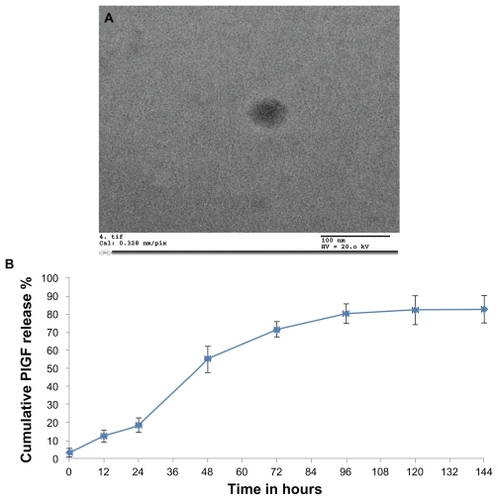 Figure 2 Characterization of nanoparticles: (A) Transmission electron microscopy was used to obtain the size characterization. The chitosan-alginate nanoparticles measured 100–200 nm in diameter. Most nanoparticles were spherical in shape. (B) In vitro release kinetics of placental growth factor (PlGF)-loaded chitosan-alginate nanoparticles over time.Note: There was no further drug release after 120 hours.