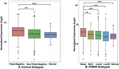 Figure 1 The boxplot of gene expression of RELA in breast cancer from TCGA: (A) clinical tumor subtype and (B) PAM50 subtype. The gene expression is presented as normalized counts using DESeq2 with variance stabilizing transformations (VST) on log2 scale. The comparison results between subtypes are presented as **P < 0.01, ***P < 0.001; 2-tailed unpaired t test with Bonferroni correction.