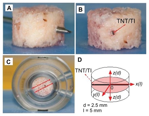 Figure 2 Steps for preparation of bovine trabecular bone cores for ex vivo studies using the Zetos three-dimensional bone bioreactor: (A) bone core with marrow removed and a hole in the center drilled with a surgical Kirschner wire; (B) drug-releasing implant, based on a titanium (Ti) wire with titania nanotube (TNT) arrays on the surface, embedded in the center of the bone; (C) the bone core with implant placed inside the chamber with the same orientation (angle) to the flow of prelusion medium into the bone; (D) diagram of bone core showing inserted implant in the middle and the directions (with different axes) used to monitor drug concentration.Note: In this work, only drug distribution from the central point of the implant (0) at the bottom vertical plane (x-z) and the horizontal plane (x-y) is presented.