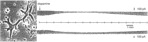 Figure 3 Effects of dopamine on an electrically coupled pair of white perch horizontal cells maintained in culture (left). Both cells were voltage-clamped at −60mV with patch electrodes, and current pulses were applied to the driver cell (lower trace) to shift the membrane potential +20mV. Ringer solution containing dopamine was applied briefly (0.5 sec) to the cell pair. The cells uncoupled, as shown by the decrease in magnitude of the current pulses required to depolarize the driver cell by 20mV, which reflects the increase of resistance of the driver cell. The decrease in the magnitude of the current pulses passed into the follower cell (upper trace), reflects the decreased conductance of the junctional membrane. With permission from “The Retina: An approachable part of the brain”, J.E. Dowling, Harvard University Press, 2012, figure adapted and modified from Lasater and Dowling (1985).Citation27