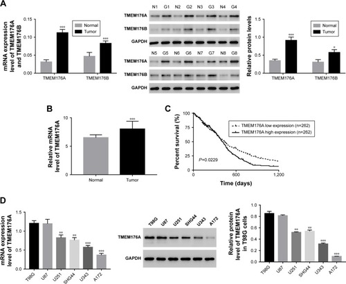 Figure 1 TMEM176A was upregulated in GBM tissues and cell lines.