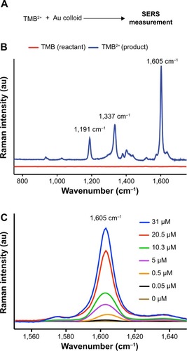 Figure 2 (A) Scheme for SERS measurement. (B) Comparison of the SERS spectra for both reactant TMB and product TMB2+. (C) Hp concentration-dependent SERS spectra of TMB2+.Abbreviations: SERS, surface-enhanced Raman spectroscopy; TMB, 3,3′,5,5′-tetramethylbenzidine; Hp, haptoglobin.