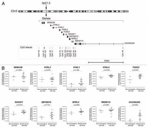Figure 1 (A) Scheme of the genes and CpG islands organized according to their physical location on 3p21.3 (UCSC Genome Browser on Human, assembly GRCh37/hg19, http://genome.ucsc.edu). (B) Differential gene expression among breast cancer cell lines and non-tumorigenic breast cells. The HYAL2, TUSC2 and CACNA2D2 genes were differentially expressed in breast cancer compared with non-tumorigenic cell lines. Global RASSF1 transcripts showed a trend to overexpression in breast cancer cells lines compared with non-tumorigenic epithelial breast cells 184A1. All quantifications were performed by real-time PCR using specific hydrolysis probes for each target gene normalized to the endogenous control expression levels (GAPDH gene).