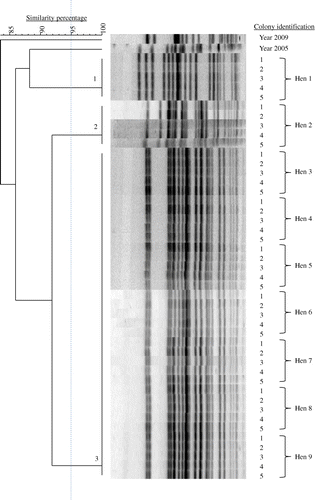 Figure 1. PFGE dendrogram and corresponding DNA fragment patterns of 45 E. coli colonies obtained from the bone marrow of nine hens with EPS belonging to the same flock (Farm A). Colonies from a single hen (five colonies per hen) were always clonal; however, this was not the case between hens. In this flock, three genotypes were found. Additional colonies of the years 2005 and 2009 from other EPS cases were included.