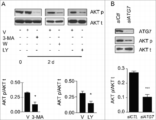 Figure 7. Autophagy is essential for MTORC2 activity induced by serum starvation. (A) Upper panel: Evaluation of AKT Ser473 phosphorylation (AKT p) and total AKT (AKT t) by WB in WI-38 fibroblasts at baseline or exposed to SS plus vehicle for 2 d or maintained in SS with the autophagy inhibitors 3-methyladenine (1 mM; 3-MA), wortmannin (100 nM; W), or LY294002 (5 μM; LY). Representative of 4 independent experiments. Lower left panel: Densitometric analysis of AKT p relative to AKT t in cells exposed to DMSO or 3-MA (representative of 4 independent experiments, *p = 0.0286). Lower right panel: Densitometric analysis of AKT p relative to AKT t in cells exposed to DMSO or LY (representative of 4 independent experiments, *p = 0.0114 V vs LY at d 2). (B) Upper panel: Evaluation of AKT Ser473 phosphorylation (AKT p) and total AKT (AKT t) by WB in WI-38 fibroblasts exposed to SS for 2 d post-transfection with control siRNA (siCTL) or siRNA specific to ATG7 (siATG7). Representative of 3 independent experiments. Lower panel: Densitometric analysis of AKT p protein level relative to AKT t (representative of 3 independent experiments, ***P < 0.0001) in WI-38 fibroblasts silenced for ATG7 expression (ATG7 silencing is effective at 80.6% ± 6.0%, representative of 3 independent experiments, ***P < 0.0001).