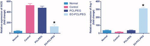 Figure 5. In vitro polarization study. Expression levels of iNOS-2 (M1 marker) and Arg-1 (M2 marker) in M1 RAW264.7 macrophages seeded on PCL/PEG and EO-PCL/PEG nanofibres for 72 h (*p < .05), Results are mean ± SD (n = 3).