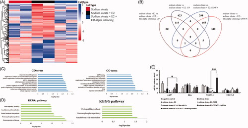 Figure 2. The mRNA profiles of HepG2 cells with different treatment. Heatmap (A) and venn diagram (B) of genes with differential expression upon sodium oleate, E2 and ERα silencing. Gene ontology analysis of the differential expressed genes (C). sodium oleate group vs sodium oleate plus E2 (left) and sodium oleate plus E2 vs sodium oleate, E2 plus ERα silencing (right). KEGG analysis of the differential expressed genes (D). sodium oleate group vs sodium oleate plus E2 (left) and sodium oleate plus E2 vs sodium oleate, E2 plus ERα silencing (right). The qPCR validation of RNA-Seq (E). Each experiment was repeated three individual times and represent mean ± SD. “*” and “**” means p values less than .05 and .01.