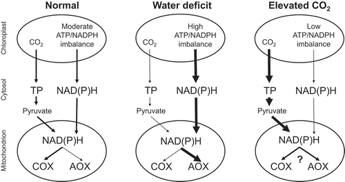 Figure 1. A working model for photosynthesis-respiration interactions in tobacco under different growth conditions. The “ATP/NADPH imbalance” in the chloroplast refers to the shortage in production rate of ATP relative to NADPH, assuming that only linear electron transport is supplying these to the Calvin-Benson cycle. The Calvin-Benson cycle demand for ATP relative to NADPH decreases as the ratio of carboxylation to oxygenation by ribulose bisphosphate carboxylase oxygenase increases. Compared to normal growth conditions, this demand is low during growth at elevated atmospheric concentrations of CO2 and high during growth under water deficit. One means to correct the ATP/NADPH imbalance is to export NADPH to the cytosol via a metabolite shuttle such as the malate valve. Hence, to correct the chloroplast ATP/NADPH imbalance, and relative to normal growth conditions, growth at elevated CO2 may reduce NADPH export to the cytosol while water deficit may increase NADPH export to the cytosol. Compared to normal growth conditions, growth at elevated CO2 increases the Calvin-Benson cycle supply of triose phosphates to the cytosol, while water deficit decreases this supply. The mitochondrial electron transport chain oxidizes NAD(P)H that is being supplied either directly from the chloroplast via the malate valve, or indirectly via the metabolism of chloroplast-derived triose phosphates by cytosolic glycolysis and the mitochondrial tricarboxylic acid cycle. Under normal growth conditions, it is likely that most electrons are consumed by cytochrome oxidase, allowing the mitochondrion to supply sufficient ATP to the cytosol for sucrose synthesis. Under water deficit, cytochrome oxidase protein amount declines while alternative oxidase protein amount increases; and alternative oxidase becomes a necessary electron sink in the photosynthetic cell. This reduces the mitochondrial supply of ATP to the cytosol, but ATP demand for sucrose synthesis is likely low regardless, due to the relatively low rates of chloroplast triose phosphate production. Growth at elevated CO2 increases both cytochrome oxidase and alternative oxidase protein amounts, but little information is available regarding the partitioning of electrons between the two pathways under these conditions. Nonetheless, AOX does become a necessary electron sink, in this case to prevent a buildup of excess carbohydrate in the photosynthetic cell due to the relatively high rates of chloroplast triose phosphate production. See text for additional details. AOX, alternative oxidase; COX, cytochrome oxidase; TP, triose phosphate.