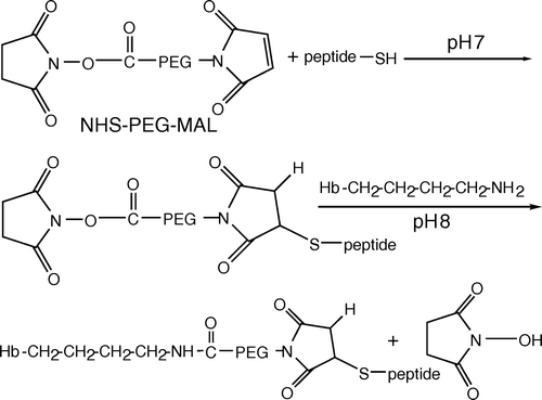 Figure 1.  Schematic representation of peptide-PEG-Hb synthesis. Peptide in HEPES buffer (5 mM HEPES, pH 7) reacted to MAL-PEG-NHS for 3 min at room temperature. The molar ratio is 1:1 in anaerobic conditions. Using a 1.2:1 molar ratio of peptide-PEG solution to deoxyhemoglobin in HEPES buffer (8.3 g/L NaCl and 20 mM HEPES, pH 8) was incubated in room temperature for 1 h. MAL and NHS are the functional groups in PEG for crosslinking with cysteine in the peptide and lysine in the outer surface of hemoglobin, respectively.