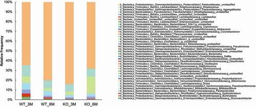 Figure 5. The taxonomic composition of the oral microbiome in 3- and 6-month-old Itgb6−/− and WT mice.
