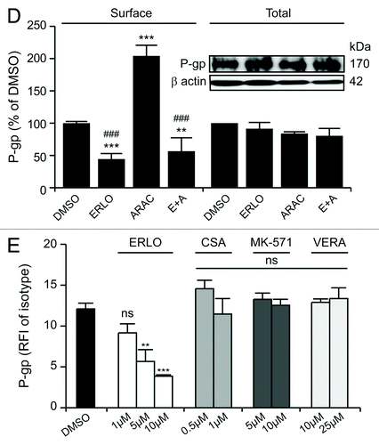 Figure 4D–E. In (D and E), quantitative data are reported (P-gp fluorescence normalized to that of DMSO-treated cells or that of the isotype control, means ± SEM, n = 3). **p < 0.01, ***p < 0.001, ns = non-significant (ANOVA plus Bonferroni’s post-hoc test or Dunnett’s test, as appropriate), as compared with DMSO-treated cells stained for surface-exposed P-gp (D and E); ###p < 0.001 (ANOVA plus Bonferroni’s post-hoc test), as compared with cells treated with ARAC only and stained for surface-exposed or P-gp (D). In the inset in (D), immunoblotting data are depicted. β actin levels were assessed to ensure equal loading of lanes. ISO, isotype control; RFI, relative fluorescence intensity.