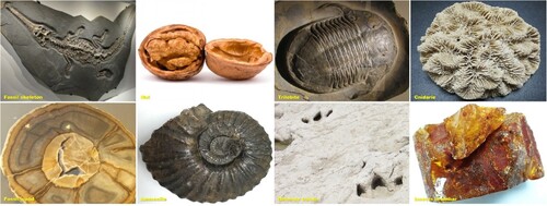 Figure 5. Which of these photographs does not correspond to a fossil?