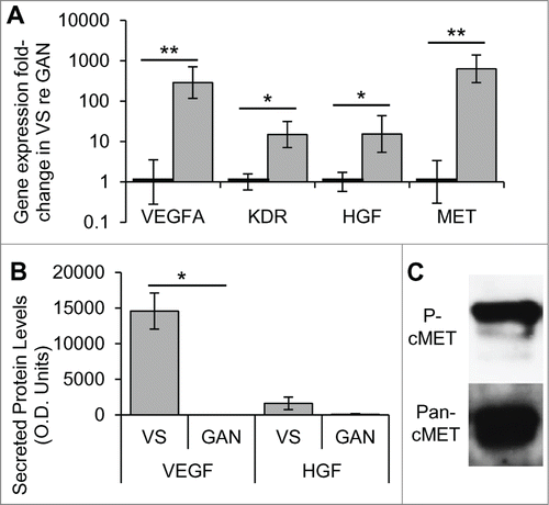Figure 1. HGF and VEGF-A pathways are aberrantly expressed and activated in VS. (A) Gene expression of VEGFA and its receptor KDR, and HGF and its receptor MET, in human VS (n = 8 different tumors) normalized to great auricular nerves (GAN, n = 7 different nerves) as measured through qPCR. *P < 0 .05, **P < 0 .01. Error bars represent range. (B) VEGF and HGF protein levels in secretions from human VS (n = 21) and GAN (n = 8). *P < 0 .05. (C) Representative image of cMET expression and phosphorylation (Try 1234, P-cMet) in VS, as detected by protein gel blot (n = 5). re = in comparison to.