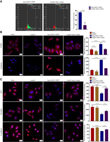 Figure 5 Down-regulation of FADD attenuates PM2.5-induced apoptosis and tight junction disruption in human airway epithelial cells. (A) Apoptosis in different group detected by Scan R high content screening (HCS) technique. (B) Immunofluorescence imaging showing FADD expression and TUNEL assay showing apoptosis in different groups. (C) Immunofluorescence imaging showing ZO-1, Occludin and E-cadherin expression in different groups. Mock, HBE cells were infected with GFP-only virus control. FADDKD, HBE cells were infected with recombinant lentivirus containing shFADD. The data represent means±s.d. All data are representative of three experiments.