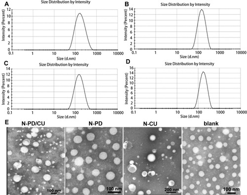 Figure 1 Size of N-PD/CU (A), N-PD (B), N-CU (C) and blank nanoparticles (D). (E) Morphologies of diffferent human serum albumin nanoparticles as measured by TEM.