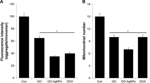 Figure 5 Effect of GO and GO-AgNPs on mitochondrial dysfunction in human neuroblastoma cancer cells.Notes: (A) The cells were treated with GO (25 μg/mL), GO-AgNPs (5 μg/mL), and DOX (1 μg/mL) for 24 h, and the mitochondrial membrane potential was determined using the cationic fluorescent indicator JC-1. (B) The cells were treated with GO (25 μg/mL), GO-AgNPs (5 μg/mL), and DOX (1 μg/mL) for 24 h, and the mitochondria copy number was determined by real-time PCR. *P<0.05.Abbreviations: AgNP, silver nanoparticle; Con, control; DOX, doxorubicin; GO, graphene oxide; PCR, polymerase chain reaction.