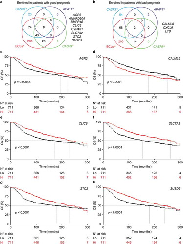 Figure 6. Signatures of apoptotic proficiency identify novel genes with prognostic value for breast cancer patients.(a,b) Overlaps among differentially expressed genes (DEGs) enriched in 1422 breast cancer patients from the METABRIC database that exhibit superior (a) or inferior (b) survival upon median stratification based on expression levels of CASP3, APAF1, geometrically meaned BCL2-BCL2L1-MCL1 (BCLs), or CASP9. Genes common to all patients subgroups are indicated. See also Supplemental Table 3. C-H. Cancer-specific overall survival (OS) of 1422 breast cancer patients from the METABRIC database upon median stratification based on the expression levels of AGR3 (c), CALML5 (d), CLIC6 (e), SLC7A2 (f), STC2 (g) or SUSD3 (h). N° at risk and p values are reported.